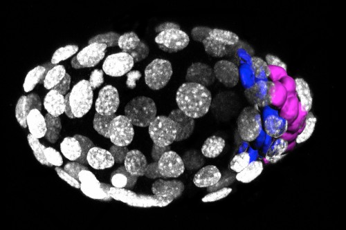Pictured: An early structure of a developing mouse embryo called a blastocyst, imaged by confocal 3-D microscopy. The colored areas represent cell layers called the epiblast (pink) and the primitive endoderm (blue). 